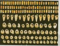 Dessine moi un mammouth, Sciences & Avenir 781, mars 2012 (4b)